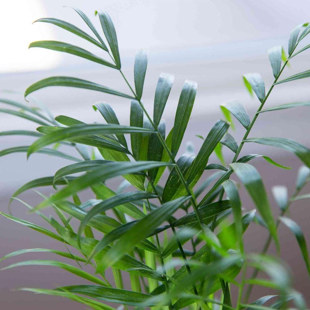 Parlor Palm Live Plant in 4'' & 6'' Pot H21622