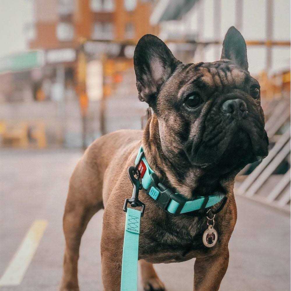 Waterproof Dog Collar with QR passport A463