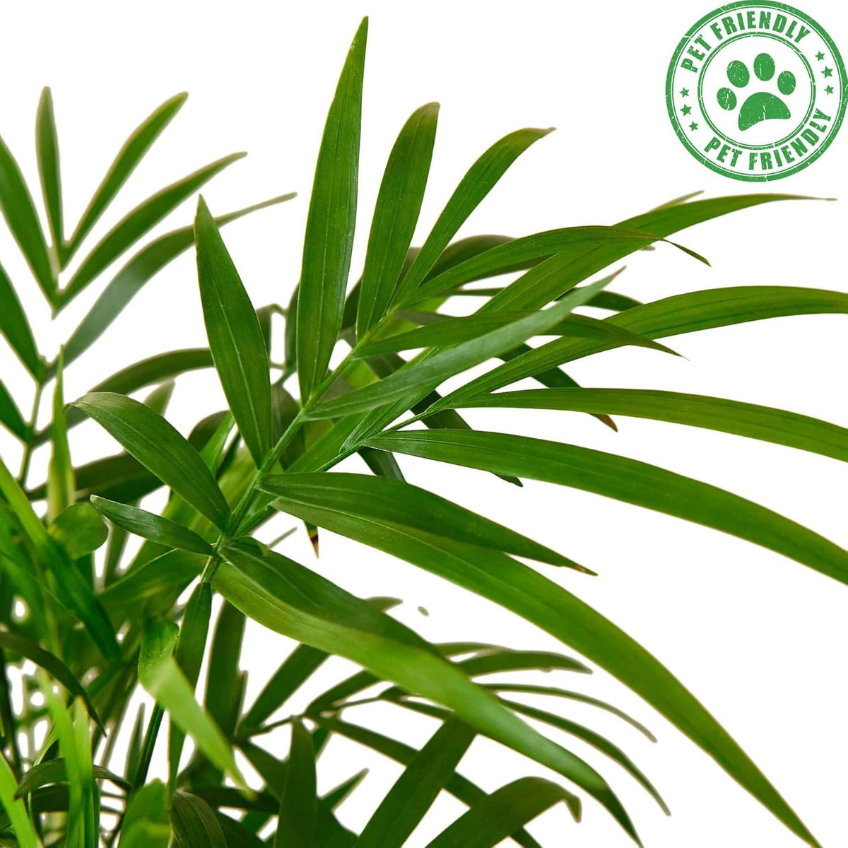 Parlor Palm Live Plant in 4'' & 6'' Pot H21622