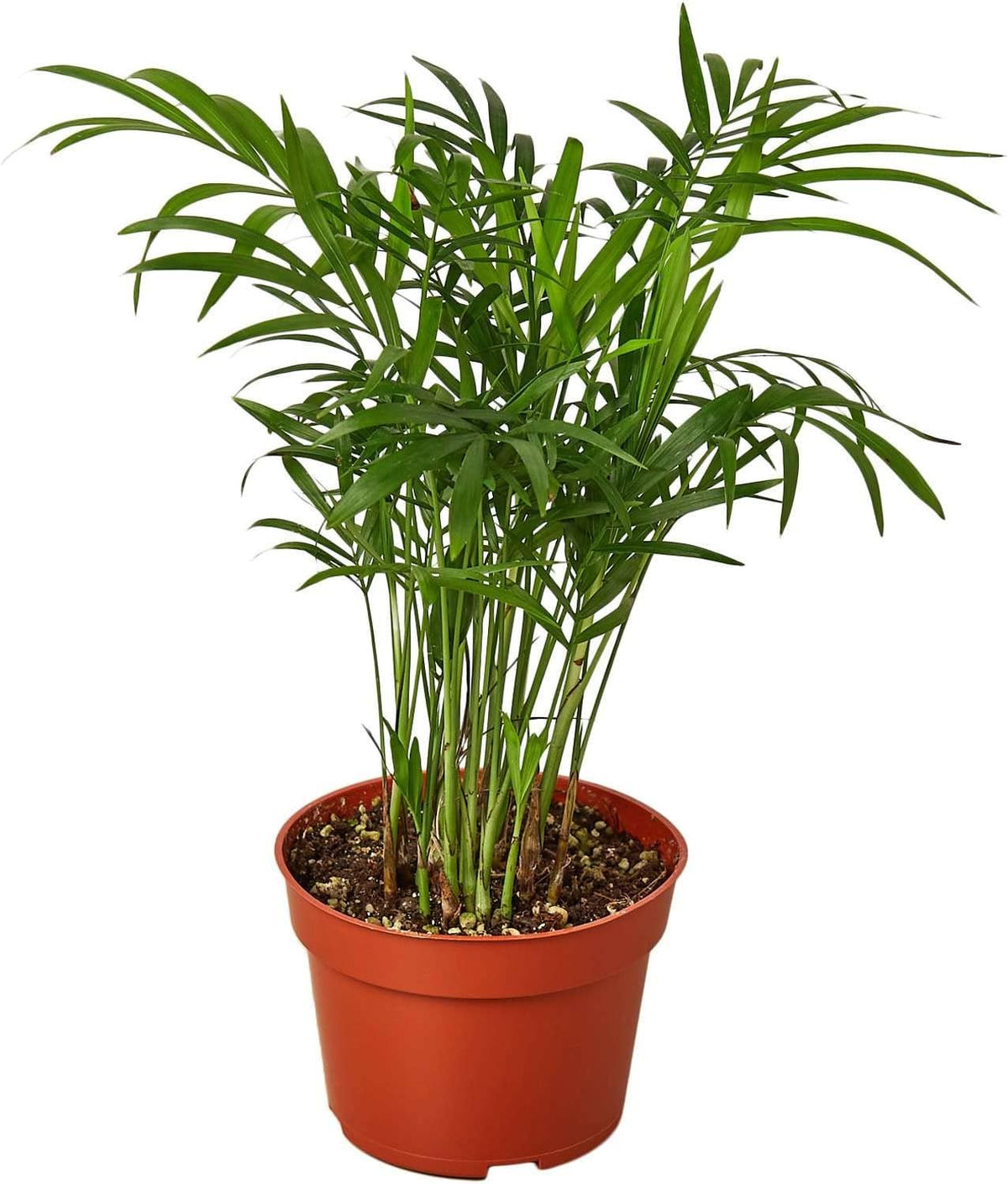 Parlor Palm Live Plant in 4'' & 6'' Pot H21622