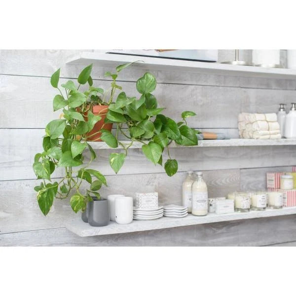 1 in. x 4 in. x 6 ft. Barn Wood Pine Board White Wash (6 per Box) P138