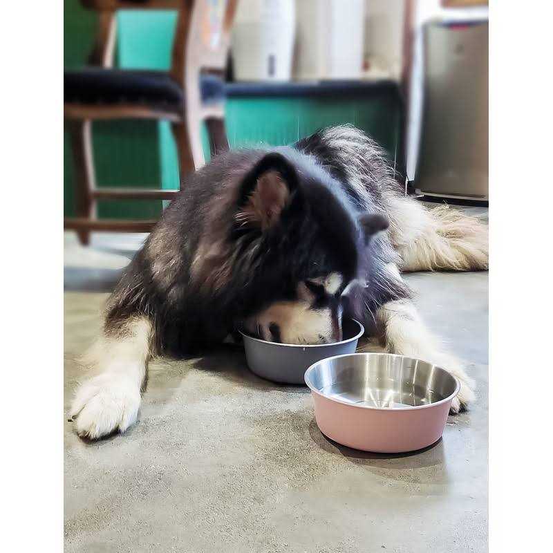 Elevated Dog Bowls with 2 Stainless Steel Dog Food Bowls U8942