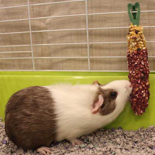 Crunch Sticks Guinea Pig K92836