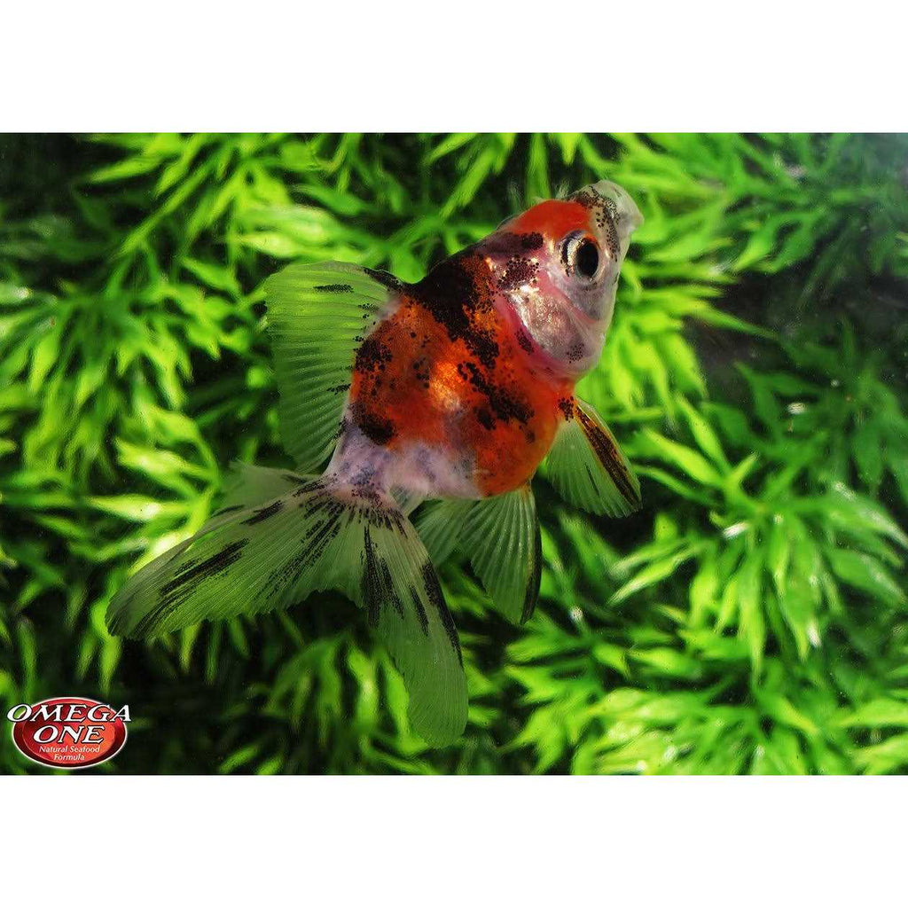 Medium Sinking Goldfish Pellets U529427