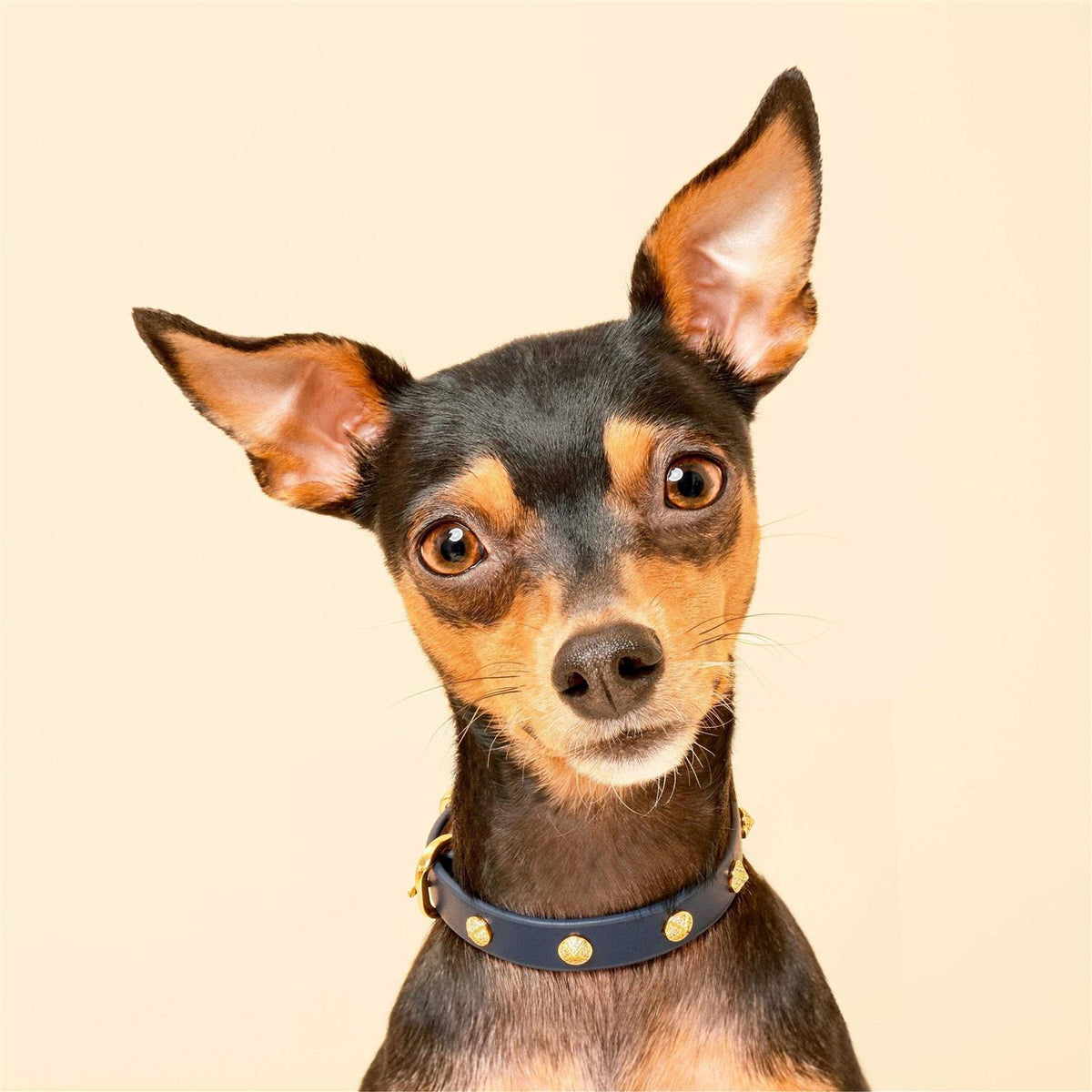 Genuine Leather & Microfiber Dog Collar P24494