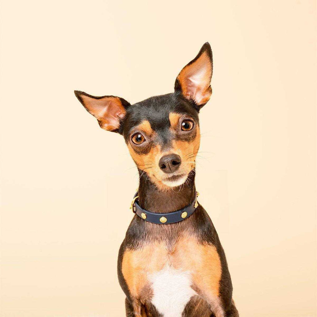 Genuine Leather & Microfiber Dog Collar P24494