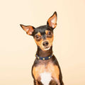 Genuine Leather & Microfiber Dog Collar P24494
