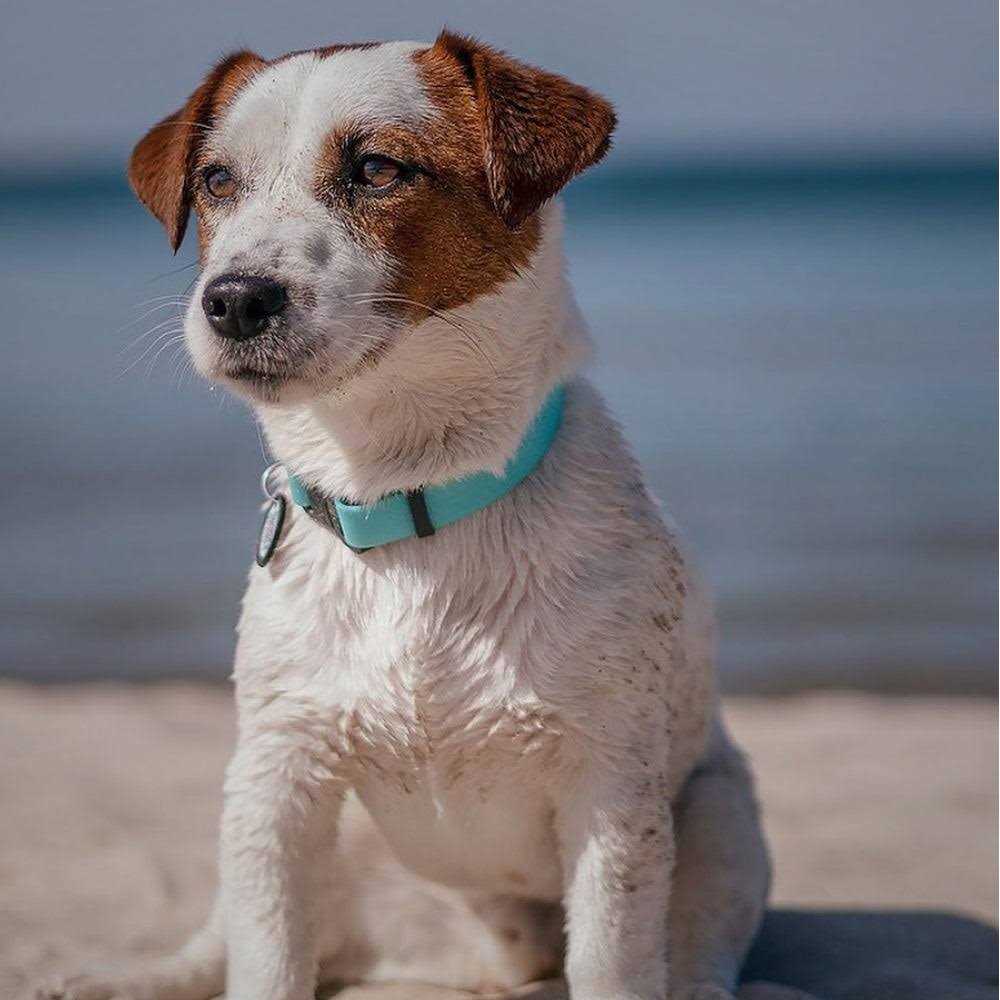 Waterproof Dog Collar with QR passport A463